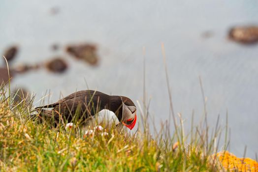 Atlantic puffin standing on cliff in nature in West Fjords in Latrabjarg, Iceland