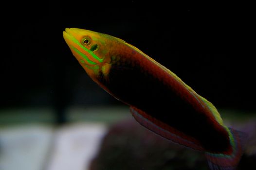 colourful saltwater tropical fish