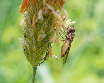 Female hoverfly feeding on grass seeds while carrying eggs. 