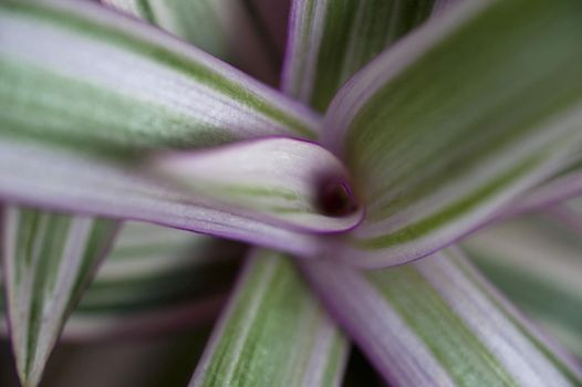 Looking Down at Center of Rhoeo Tricolor Plant, a Perennial Evergreen with Purple Tinged Leaves
