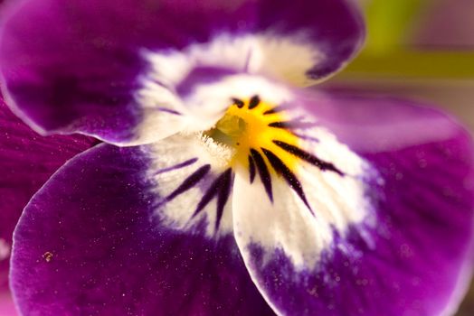 pretty flowers - purple pansy violets