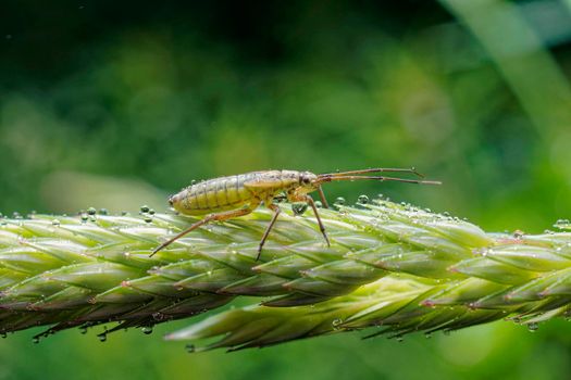 A meadow plant bug is a common grass seed pest.