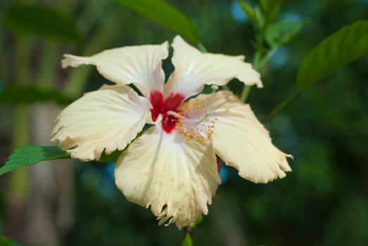 Beautiful yellow hibiscus flower with a scarlet throat growing on a bush in the tropics