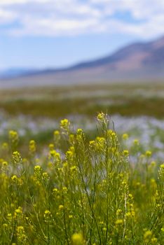 plants growing wild in a meadow in the sierra nadava