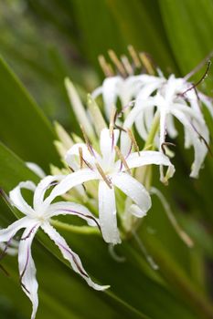 a tropical white lily with rain drops on the peatals