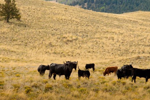 Cattle on the open range in Colorado.