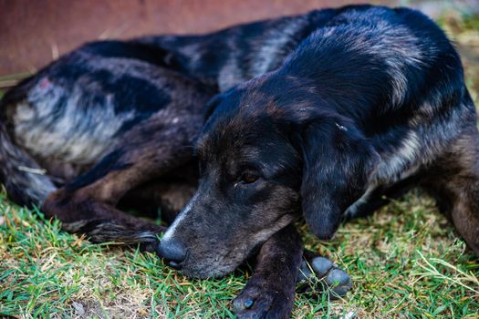 Homeless dog with sad eyes outdoor laying on the grass