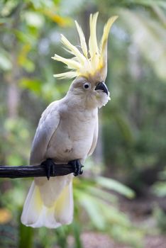 Close-up of white cockatoo sitting on branch