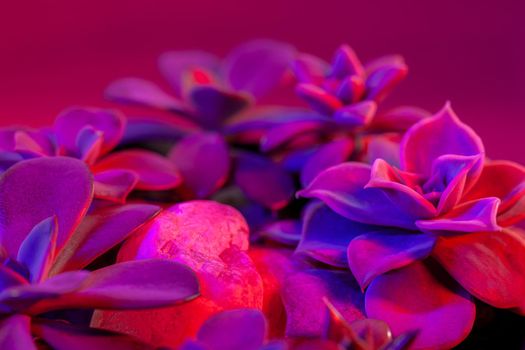 Succulent houseplants on dark pink background. Illuminated in red and blue. Close-up macro photo.