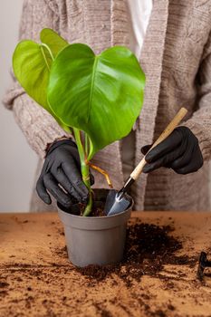 Transplanting a houseplant into a new flower pot. Girls's hands in gloves working with soil and roots of Monstera Deliciosa tropical plant.