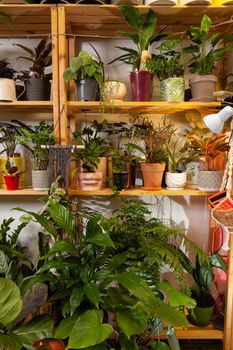 A variety of exotic potted plants in a plant store.