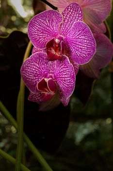 Beautiful purple Phalaenopsis orchid flowers, on dark background. Close-up photo.
