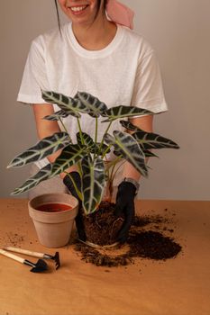 Transplanting a houseplant into a new flower pot. Girls's hands in gloves working with soil and roots of Alocasia Bambinoarrow plant.