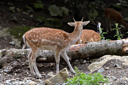 Fallow deers in La Garrotxa, Girona, Pyrenees, Spain. Europe