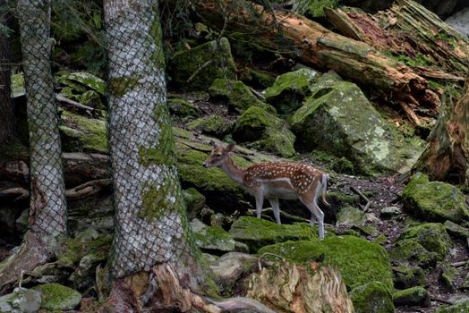 Cute red deer, Cervus elaphus, hind and fawn in nature looking aside