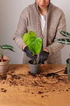 Transplanting a houseplant into a new flower pot. Girls's hands in gloves working with soil and roots of Monstera Deliciosa tropical plant.