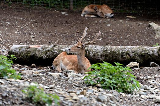 deer, cervus elaphus, stag with new antlers growing facing camera in summer nature. Alert herbivore from side view with copy space. Wild animal with brown fur observing on hay field