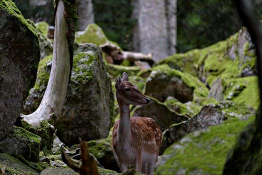 Fallow deers in La Garrotxa, Girona, Pyrenees, Spain. Europe