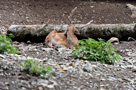 Fallow deers in La Garrotxa, Girona, Pyrenees, Spain. Europe