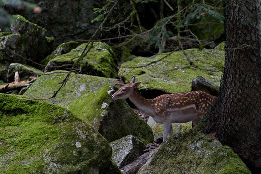 Cute red deer, Cervus elaphus, hind and fawn in nature looking aside