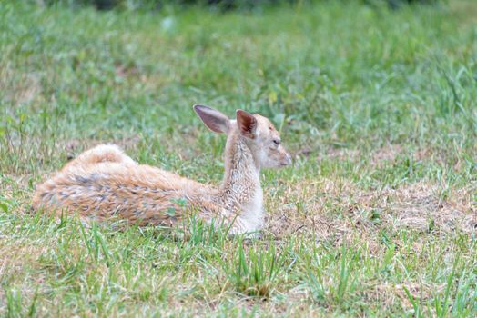 Cute red deer, Cervus elaphus, hind and fawn in nature looking aside