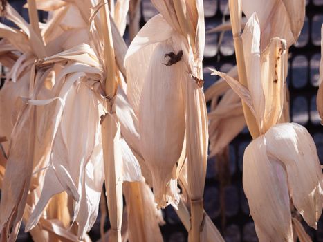 Farm field of dry corn in fall in Colorado.
