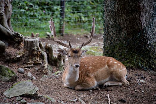 Fallow deers in La Garrotxa, Girona, Pyrenees, Spain. Europe