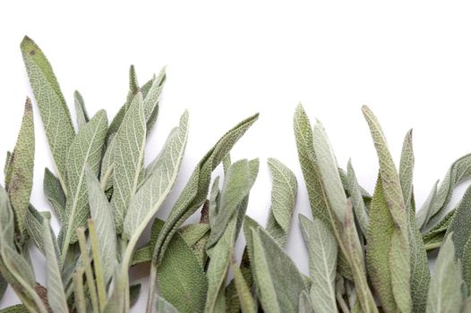 Row of fresh aromatic sage leaves used as a seasoning in cooking isolated on white with copyspace