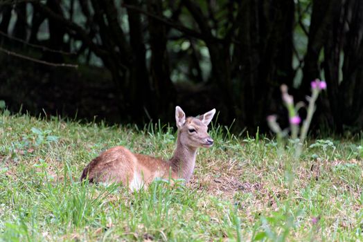 Cute red deer, Cervus elaphus, hind and fawn in nature looking aside