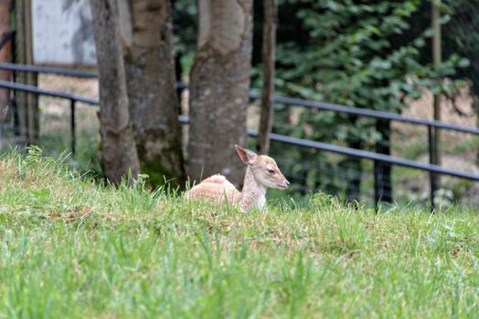 Cute red deer, Cervus elaphus, hind and fawn in nature looking aside