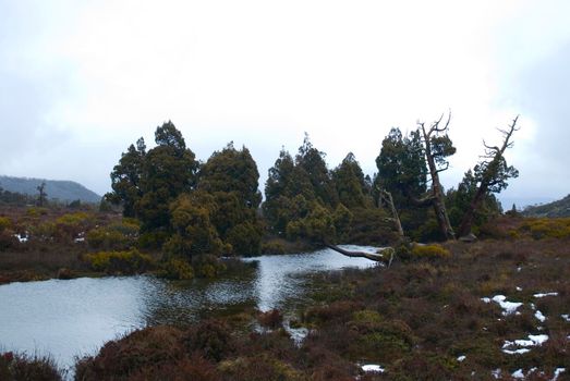 trees growing by the side of pine lake, tasmania highlands