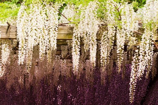 Japanese Wisteria in the Japanese Garden.