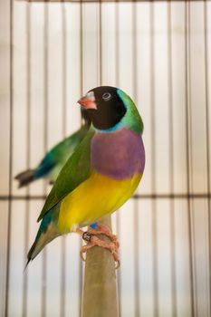 Bright little gouldian finch bird in a cage close up