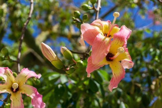 A Ceiba Chorizia tree blooming with yellow-pink flowers against a blue sky. Natural background