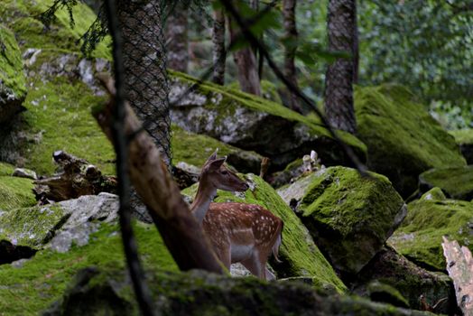 Fallow deers in La Garrotxa, Girona, Pyrenees, Spain. Europe