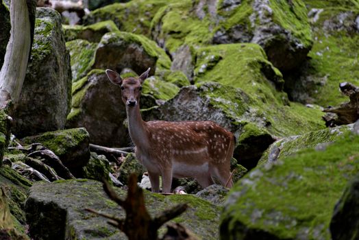 deer, cervus elaphus, stag with new antlers growing facing camera in summer nature. Alert herbivore from side view with copy space. Wild animal with brown fur observing on hay field