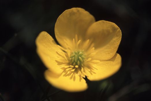 Single colorful bright yellow buttercup on a dark background, high angle view with focus to the stamens