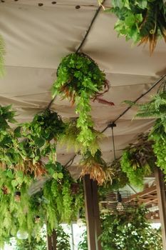 Cafe interior with elements of biophilic design. The ceiling is decorated with hanging indoor plants. The concept of biophilia.