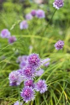 Colorful purple flowers on chives growing outdoors in a vegetable or herb garden in a close up vertical view