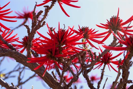 beautiful flame red flowers of the Erythrina contrasted against a blue sky