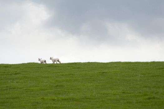 Two playful spring lambs running along the skyline in the distance against a cloudy sky.