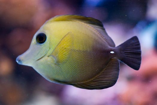 a tropical yellow tang fish