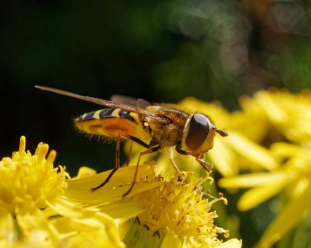 Hoverfly feeding on a yellow flower.