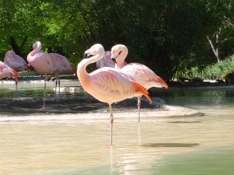 beautiful birds - american pink flamingos