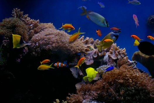 colourful fish and corals in a saltwater aquarium tank