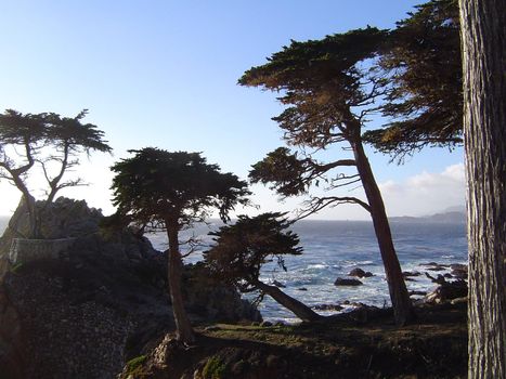 trees on the monterey coast, california, usa
