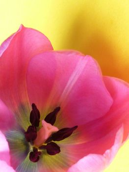 Close up macro of the inside of a fresh pink spring tulip with focus to the pistils, anthers and stigma