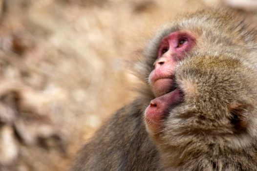 macro image of a pair of snow monkeys