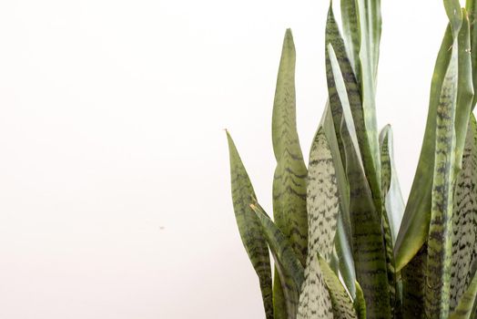 Sansevieria or Mother in Laws Tongue plant over white with copy space placed to the side