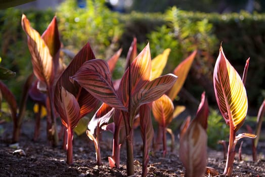 seedlings growing from a graden bed